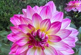 Dahlias2